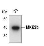 MEK3 Antibody in Western Blot (WB)