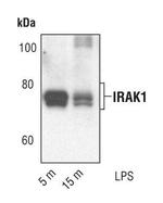 IRAK1 Antibody in Western Blot (WB)