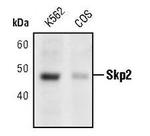 SKP2 Antibody in Western Blot (WB)