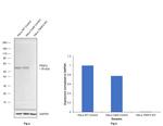 TRAF2 Antibody in Western Blot (WB)