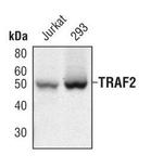 TRAF2 Antibody in Western Blot (WB)