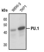 PU.1 Antibody in Western Blot (WB)