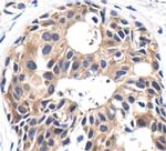 PP2A alpha Antibody in Immunohistochemistry (Paraffin) (IHC (P))