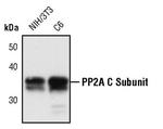 PP2A alpha Antibody in Western Blot (WB)