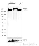 BRCA1 Antibody in Western Blot (WB)