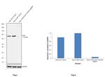 Ezrin Antibody in Western Blot (WB)