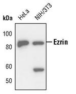 Ezrin Antibody in Western Blot (WB)