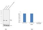 Survivin Antibody