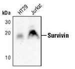 Survivin Antibody in Western Blot (WB)