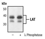 LAT Antibody in Western Blot (WB)