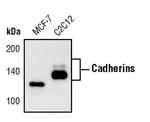 N-cadherin Antibody in Western Blot (WB)