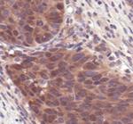 4E-BP2 Antibody in Immunohistochemistry (Paraffin) (IHC (P))