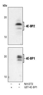 4E-BP2 Antibody in Western Blot (WB)