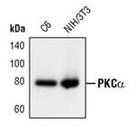 PKC alpha Antibody in Western Blot (WB)