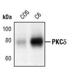 PKC delta Antibody in Western Blot (WB)