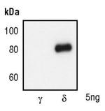 PKC delta Antibody in Western Blot (WB)
