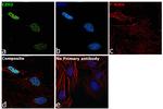 EZH2 Antibody in Immunocytochemistry (ICC/IF)