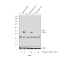 Caspase 1 Antibody in Western Blot (WB)