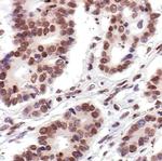 Histone H2A Antibody in Immunohistochemistry (Paraffin) (IHC (P))