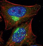 PKA alpha Antibody in Immunocytochemistry (ICC/IF)