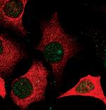 Phospho-STAT1 (Ser727) Antibody in Immunocytochemistry (ICC/IF)