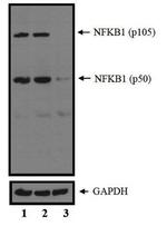 NFkB p50/p105 Antibody