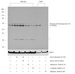 Phospho-p70 S6 Kinase (Ser371) Antibody