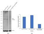 MEK2 Antibody in Western Blot (WB)