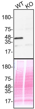 ERK2 Antibody in Western Blot (WB)