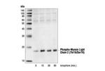 Phospho-MYL9 (Thr18, Ser19) Antibody in Western Blot (WB)