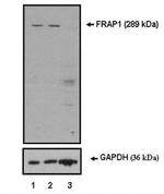 mTOR Antibody