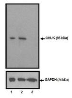 IKK alpha Antibody