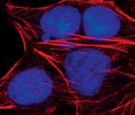 Phospho-eIF4G (Ser1108) Antibody in Immunocytochemistry (ICC/IF)