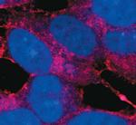 Amyloid Precursor Protein Antibody in Immunocytochemistry (ICC/IF)