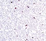 Lamin A (Cleaved Asp230) Antibody in Immunohistochemistry (Paraffin) (IHC (P))