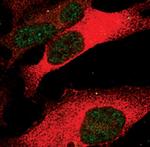 Phospho-STAT3 (Ser727) Antibody in Immunocytochemistry (ICC/IF)