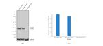 IkB alpha Antibody in Western Blot (WB)