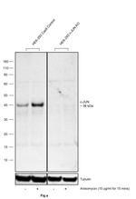 Phospho-c-Jun (Ser63) Antibody in Western Blot (WB)