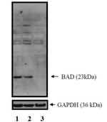 BAD Antibody