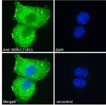 SORL1 Antibody in Immunocytochemistry (ICC/IF)