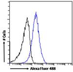 DDAH1 Antibody in Flow Cytometry (Flow)