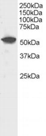 DUSP10 Antibody in Western Blot (WB)