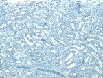 STUB1 Antibody in Immunohistochemistry (Paraffin) (IHC (P))