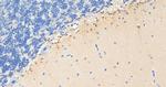 PEBP1 Antibody in Immunohistochemistry (Paraffin) (IHC (P))