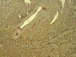 IRF6 Antibody in Immunohistochemistry (Paraffin) (IHC (P))