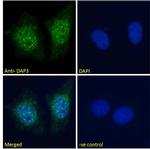 DAP3 Antibody in Immunocytochemistry (ICC/IF)