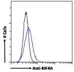 KIF4A Antibody in Flow Cytometry (Flow)