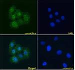 KIF4A Antibody in Immunocytochemistry (ICC/IF)