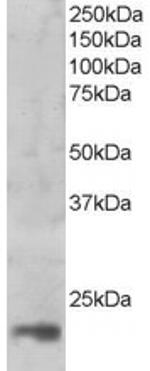 MAGOH Antibody in Western Blot (WB)