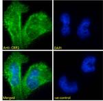 CBR1 Antibody in Immunocytochemistry (ICC/IF)